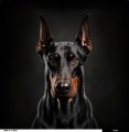 Panel welurowy - poduszka 48x48 - Doberman na czarnym tle