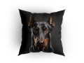 Panel welurowy - poduszka 48x48 - Doberman na czarnym tle - przykład wykorzystania