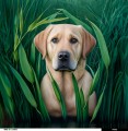 Panel welurowy - poduszka 48x48 - Biszkoptowy labrador w trzcinach - podgląd