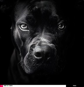 Panel welurowy - poduszka 48x48 - amstaff black