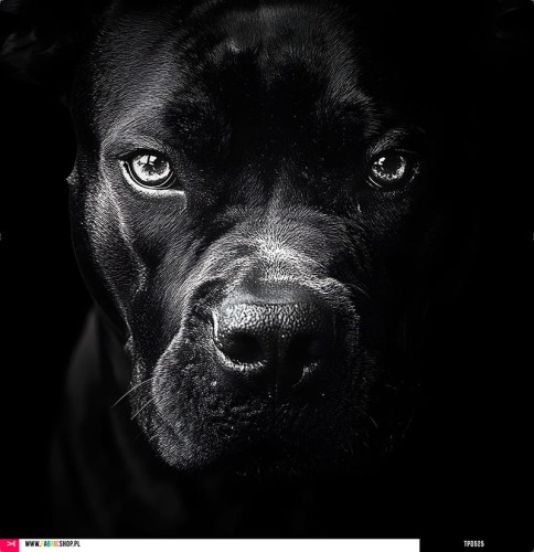 Panel welurowy - poduszka 48x48 - amstaff black